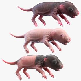 Rat Baby Newborn Collection model